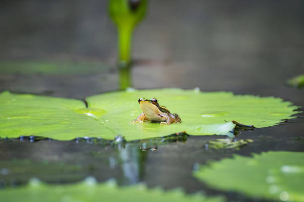 istock The frog, dumpy frog, tree frog, frog on the lotus leaves 697485946
