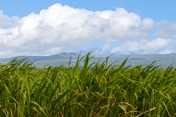 Sugarcane plantation in Sainte-Suzanne with a mountain peak covered with cloud in the background.