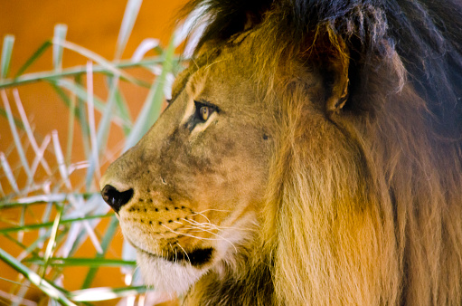 this is a close up of a lion