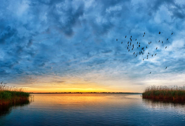sunset over Danube river horizontal shot of nature background, sunset view over Danube river. flock of birds photos stock pictures, royalty-free photos & images