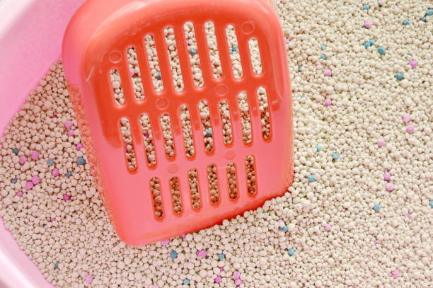istock plastic shovel on cat litter in basin 697488578