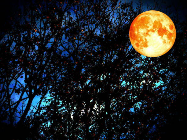 istock super moon shadows dark of the forest twilight time background 697488746