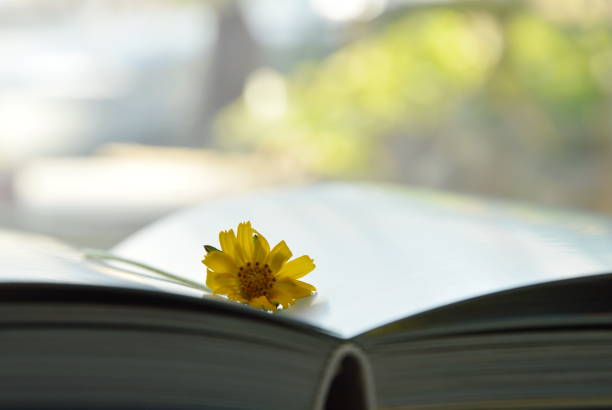 istock marigold yellow tropical flower on book pages 697488844