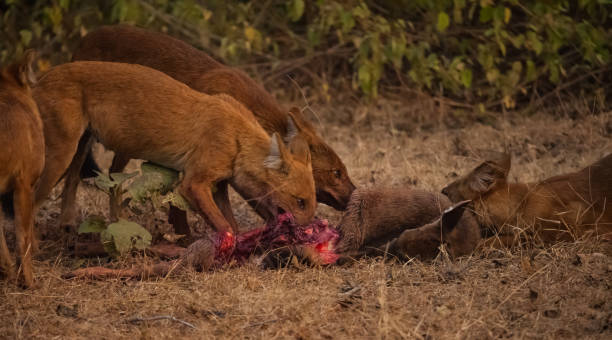 istock asiatic wild dog group 697489758
