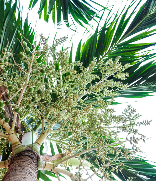 istock Palm fruit or seed and green leaves on white background 697492636