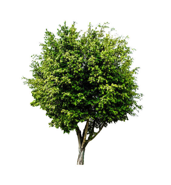 istock big fresh green tree isolated on white background, conservative or preservative forest concept 697492774