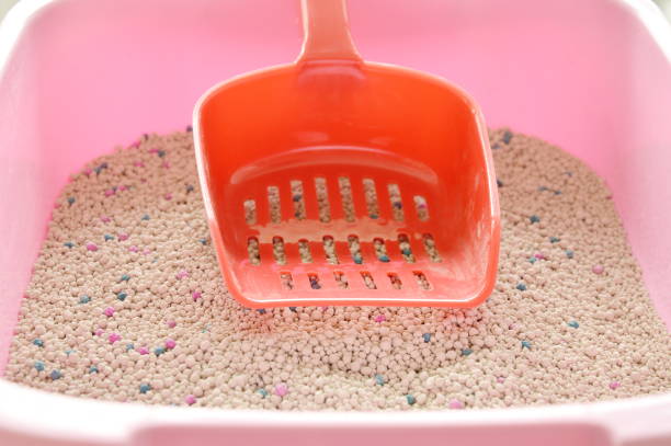 istock plastic shovel on cat litter in basin 697492796