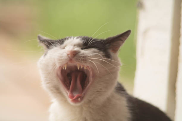 istock Close photo of a cat yawning 697496400