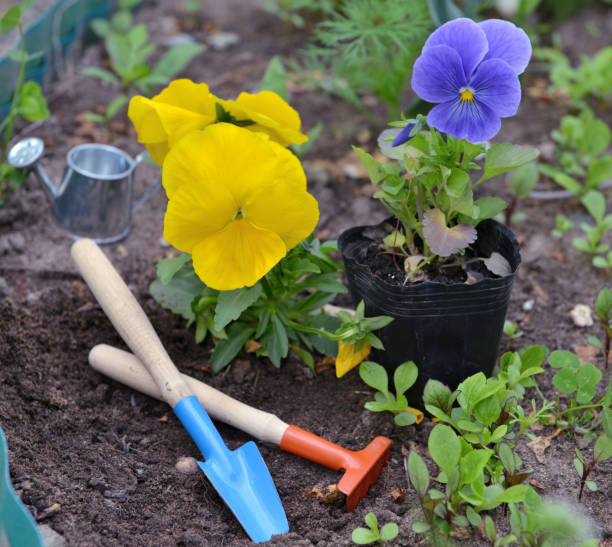 istock Still life with yellow and violet pansy, cute garden tools 697499394