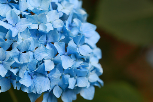 The hydrangea which blooms on the mountain