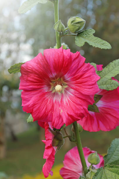 istock Red flower in gardens 697503164