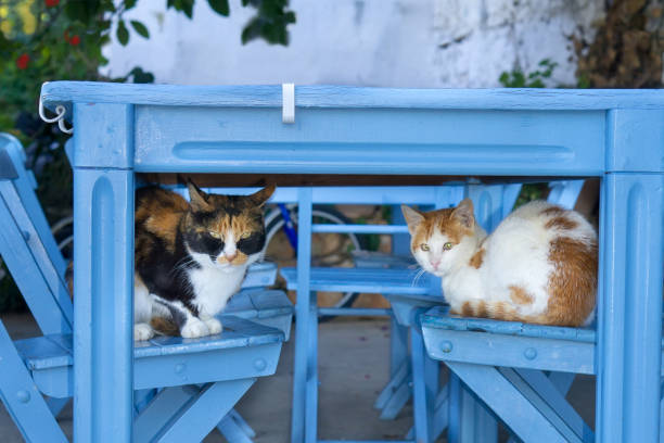 Dois gatos bonitos dormindo nas cadeiras de madeira. - foto de acervo