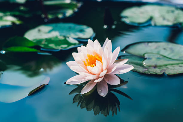 istock Lotus flower in pond. 697521086