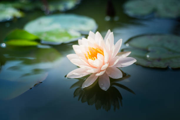 istock Lotus flower in pond. 697521108