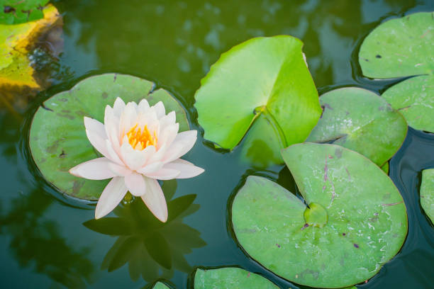 istock Lotus flower in pond. 697521140