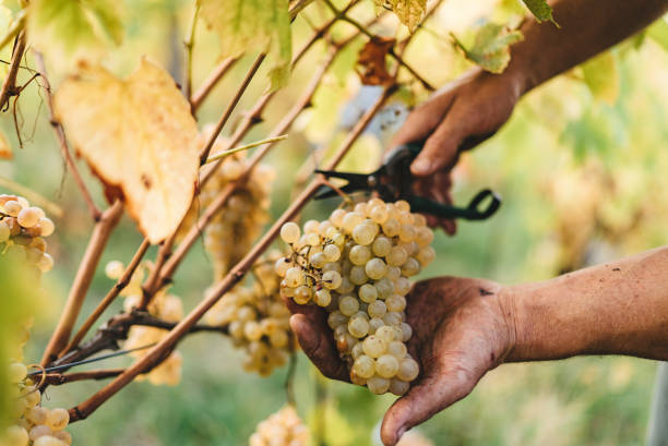 istock Grape harvest in the Tuscan hills. 697525042