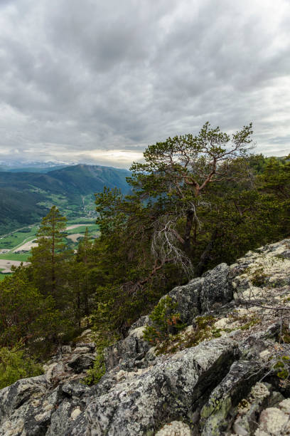 istock Old large  pine tree and reindeer moss in mountains . 697528236
