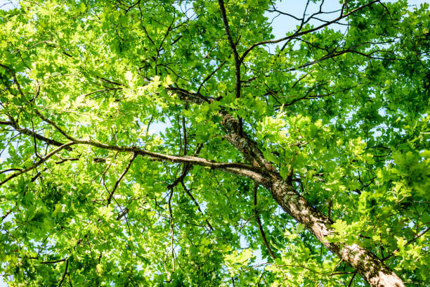 istock oak tree leaves in early summer 697528394