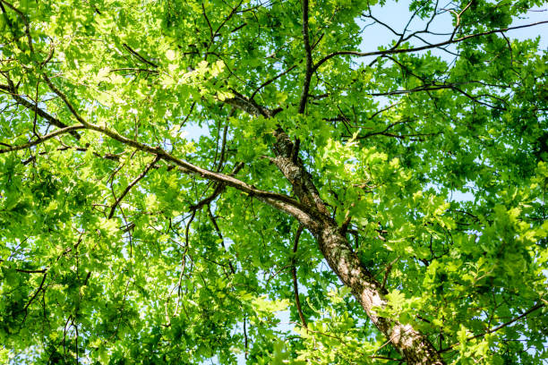 istock oak tree leaves in early summer 697528418