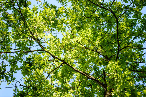 istock oak tree leaves in early summer 697528420