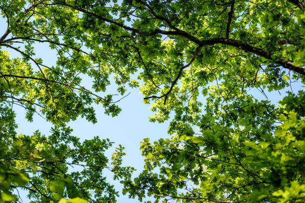 istock oak tree leaves in early summer 697528434