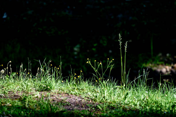 istock small white flowers in meadow 697528492