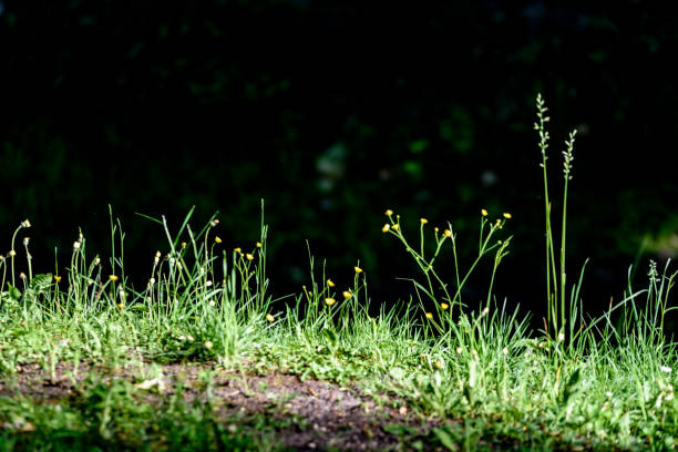 istock small white flowers in meadow 697528494