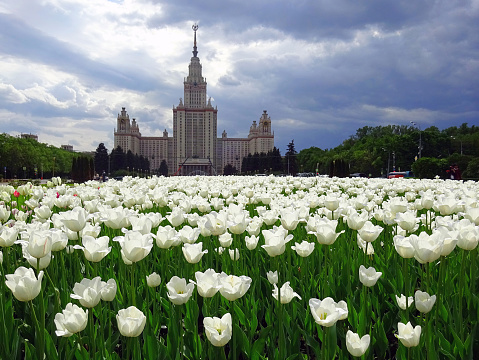 A view of white sunny tulips growing on the land of Moscow University campus before storm under heavy clouds.