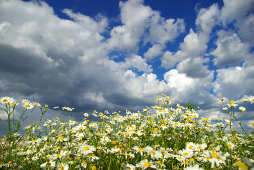 Daisy flowers on cloudy sky