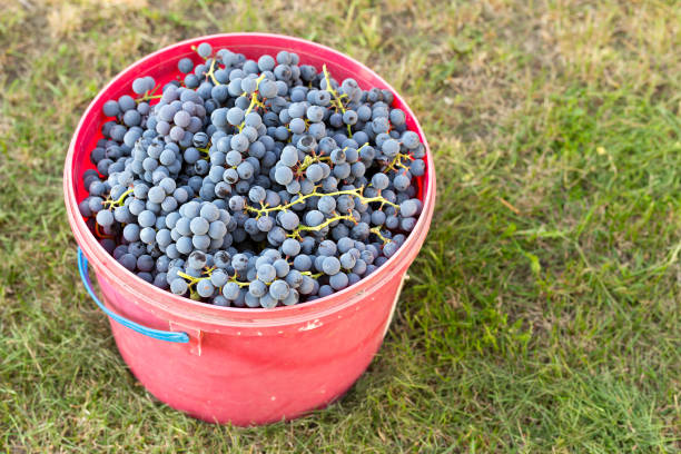 istock harvest of dark grapes 697531544