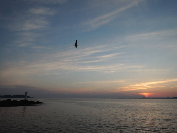 istock A gull on a red-tanned sea 697531814