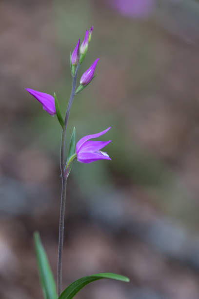 Cephalanthera rubra, known as Red Helleborine cloes up