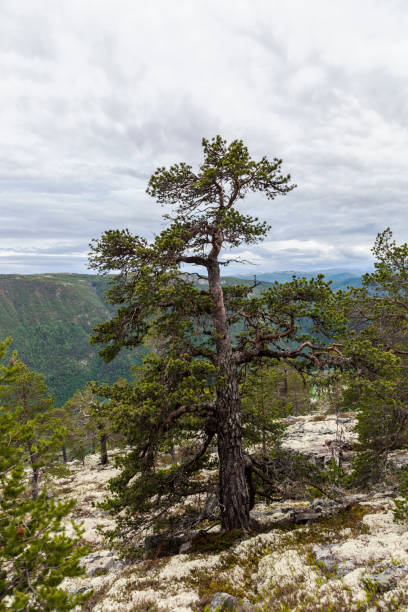 istock Old large  pine tree and reindeer moss in mountains . 697534832