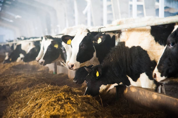vaches dans une ferme. les vaches laitières - cattle shed cow animal photos et images de collection