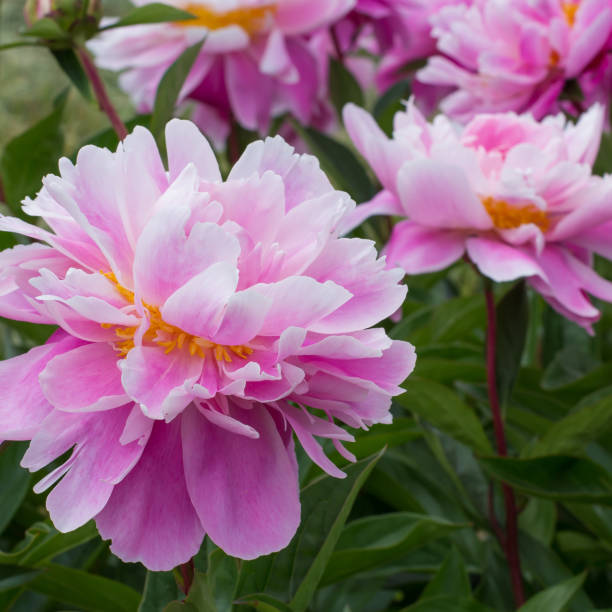 istock pink peony grows on a flower bed 697535664