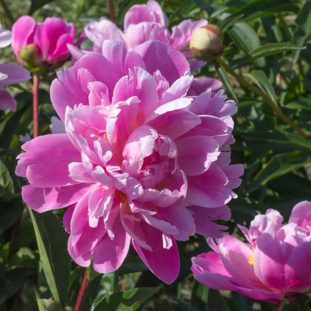 istock pink peony grows on a flower bed 697535698