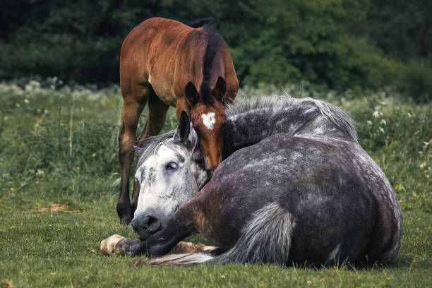 istock Horse rests with a foal in a meadow 697541824