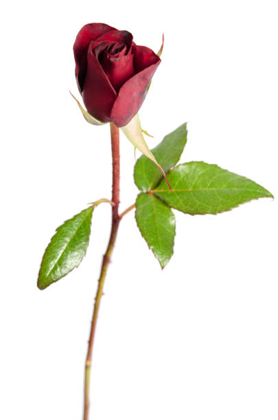 istock bud of red rose over the white 697544462