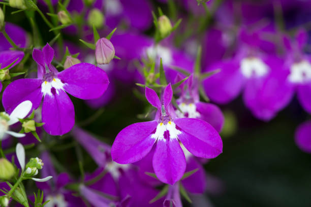 Pink Lobelia erinus flowers, closeup