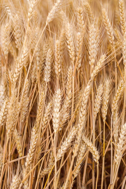 wheat field - homegrown produce wheat organic crop imagens e fotografias de stock