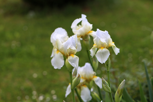 White iris / Beautiful flowers grow on a flower bed