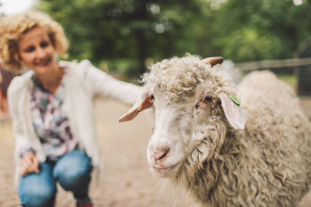 istock Woman Stroking Sheep At Pen 697548961