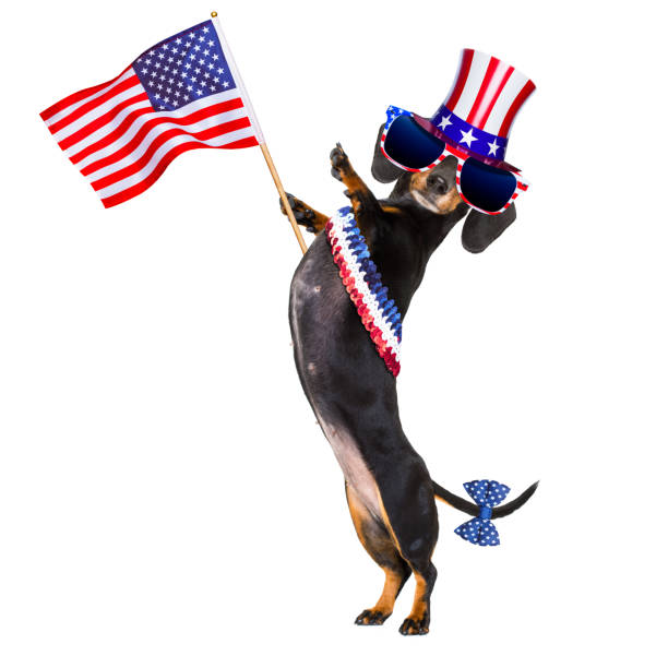 istock independence day 4th of july dog 697551826