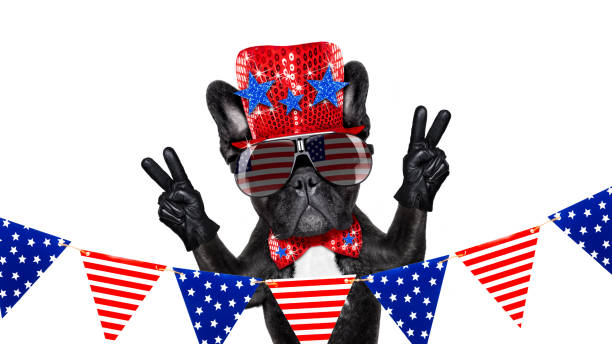 istock independence day 4th of july dog 697551874