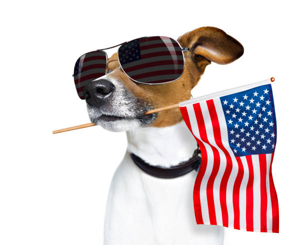 istock independence day 4th of july dog 697551920