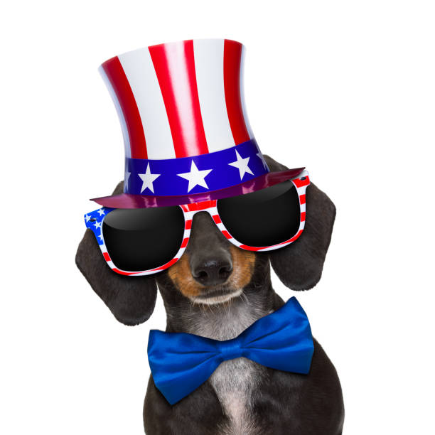 istock independence day 4th of july dog 697551934