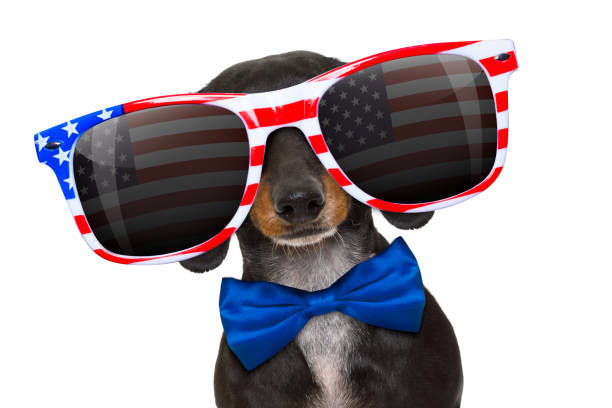 istock independence day 4th of july dog 697551950