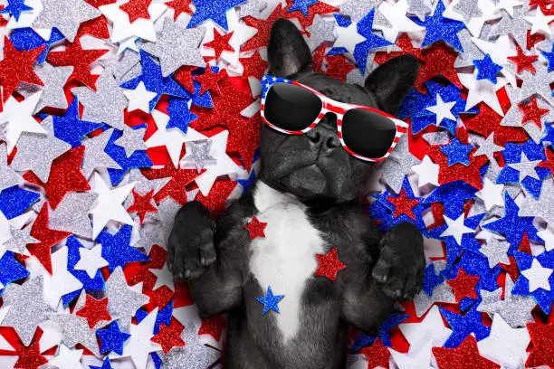 Photo of independence day 4th of july dog