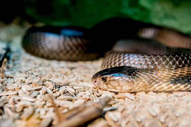 istock snake and serpent, long limbless reptile animal 697552030