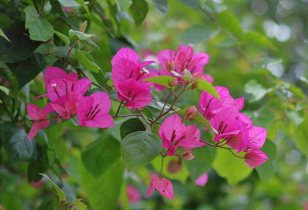 bougainvillea flower 木漏れ日 stock pictures, royalty-free photos & images